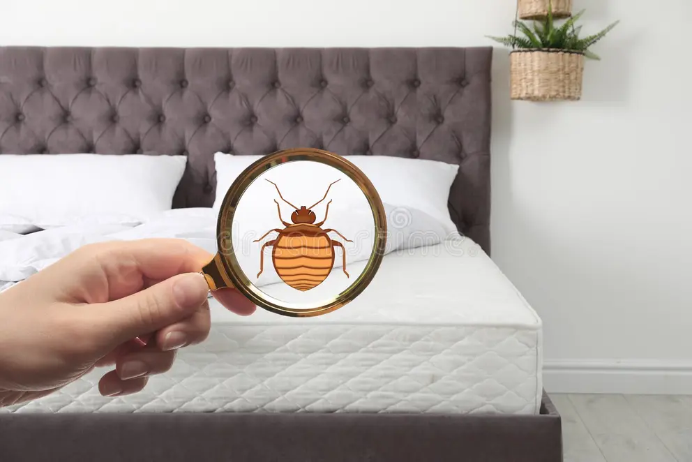 Inspection de matelas pour détecter des punaises de lit