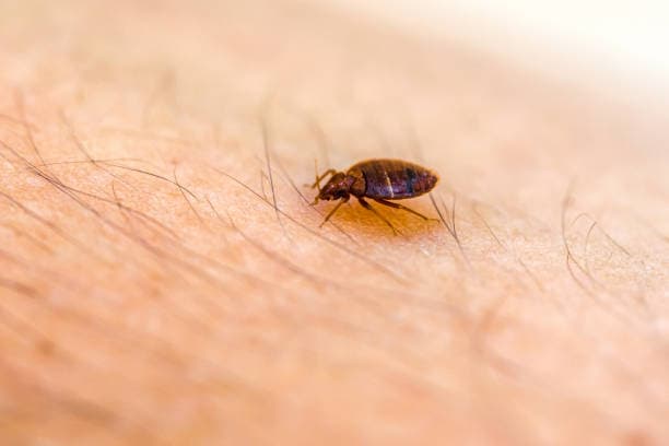 Punaise de lit — identification visuelle